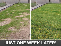 one week later badge green lawn after just one week later